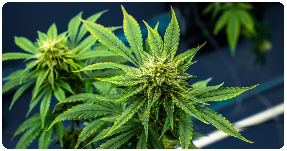 Qu'est-ce- qu'un booster de CBD ? Qu'est-ce- qu'un booster de CBD ?