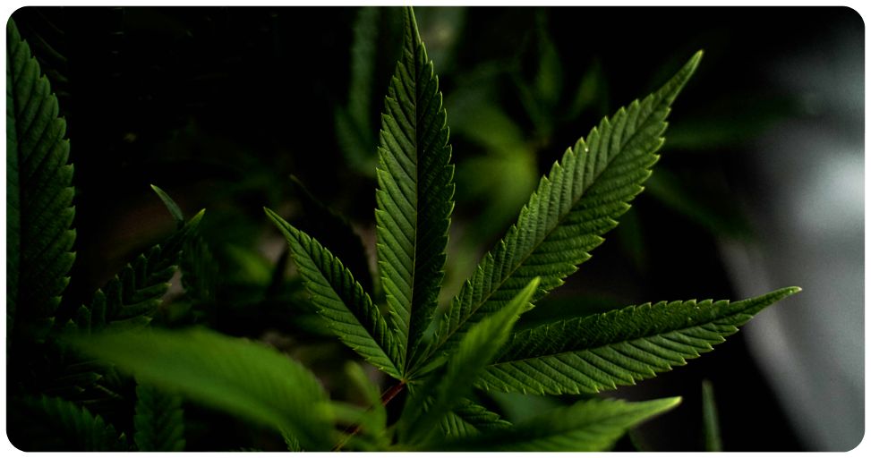 Booster CBD ou eliquide CBD, lequel choisir ?
