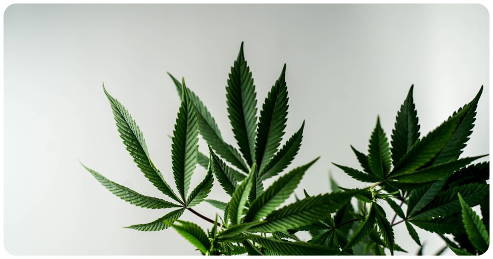 cbd matin ou le soir