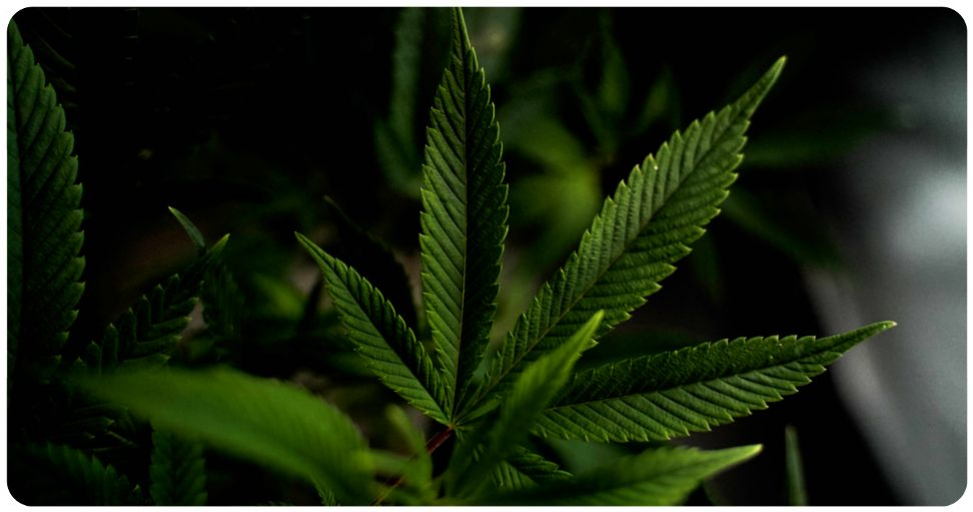 cbd et nicotine