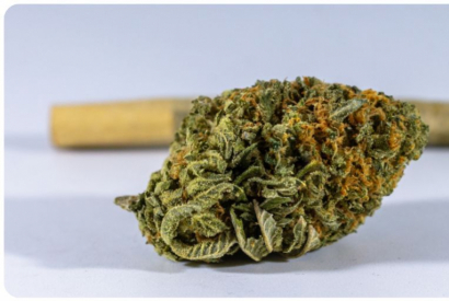 CBD : Le Conseil d'Etat autorise définitivement la vente de fleurs de CBD