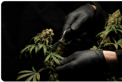 Qu'est-ce qu'un booster de CBD ?