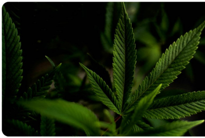 E-liquide CBD et arrêt du tabac : ce qu’il faut vraiment savoir