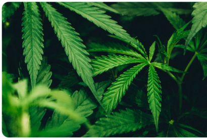 Tuto : Réaliser son propre eliquide DIY CBD 