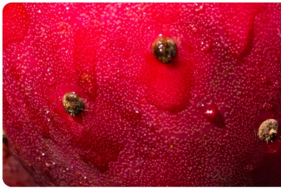 Sélection des meilleurs eliquides au cactus