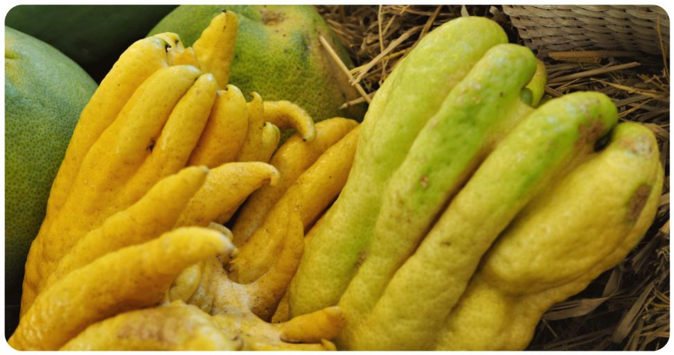 Eliquides : Tout savoir sur la saveur main de Bouddha